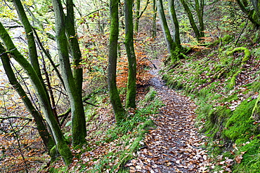 Brundholme Woods in autumn, Keswick, Cumbria, England, United Kingdom, Europe 