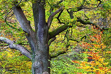 Autumn tree in Borrowdale, Lake District National Park, Cumbria, England, United Kingdom, Europe 