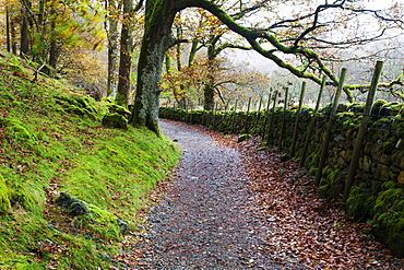 Track through Woodland near Grange, Borrowdale, Lake District National Park, Cumbria, England, United Kingdom, Europe 