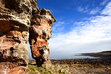 Buddo Rock on the Fife Coastal Path near Boarhills, Fife, Scotland, United Kingdom, Europe