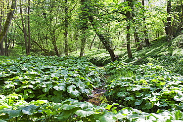 Wild Rhubarb in Macintosh Park, Knaresborough, Yorkshire, England, United Kingdom, Europe 