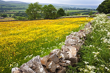 Buttercup meadow near Aysgarth in Wensleydale, Yorkshire Dales, Yorkshire, England, United Kingdom, Europe