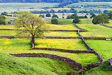 Tree and buttercup meadows near Askrigg at dusk Wensleydale, Yorkshire Dales National Park, Yorkshire, England, United Kingdom, Europe 