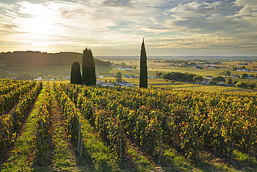 Saint Emilion vineyards in autumn, Saint Emilion, Gironde Department, Nouvelle Aquitaine, France, Europe