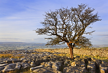 Early morning in autumn on Twistleton Scars in the Yorkshire Dales, Yorkshire, England, United Kingdom, Europe