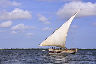 A traditional dhow boat sailing off the coast of Lamu, Kenya, East Africa, Africa