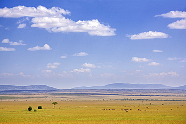 Zebra, topi and other antelope on the plains of the Masai Mara, Kenya, East Africa, Africa