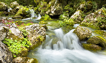 Vibrant greens of an alpine stream, Goriska, Slovenia, Europe