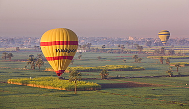 Hot air balloons landing in the fields by Luxor's Theban Necropolis, Thebes, Egypt, North Africa, Africa