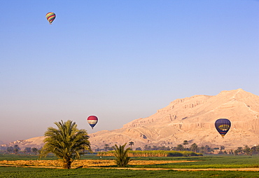 Hot air balloons suspended over green fields and palm trees near Luxor, Thebes, Egypt, North Africa, Africa