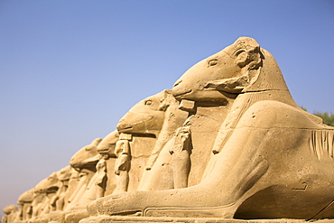 Ram headed sphinxes leading up to the first pylon at Karnak Temple, Karnak, Thebes, UNESCO World Heritage Site, Egypt, North Africa, Africa