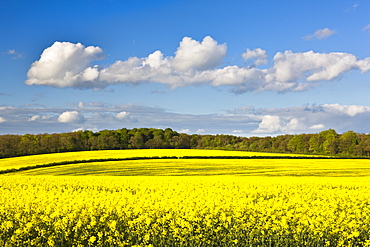 Fields of oilseed rape in springtime, Bramham, West Yorkshire, Yorkshire, England, United Kingdom, Europe