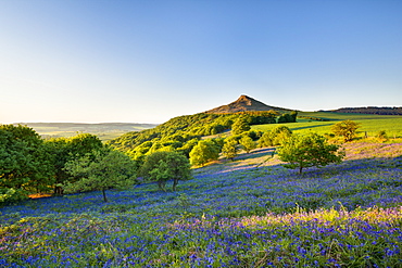 Evening light over the bluebells at Newton Wood, Roseberry Topping, Great Ayton, North Yorkshire, Yorkshire, England, United Kingdom, Europe