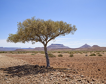 The shade of a tree, Damaraland, Namibia, Africa