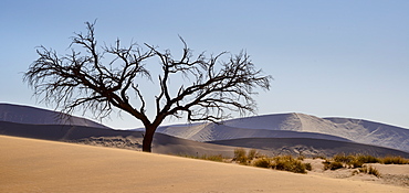 Lone tree at the foot of Dune 45, with the distant dunes rendered silver and purple by the afternoon sun, Namib Naukluft, Namibia, Africa