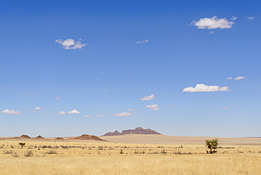 Gemsbok (Oryx gazella) sheltering from the midday sun in the NamibRand Nature Reserve, Namib Desert, Namibia, Africa 