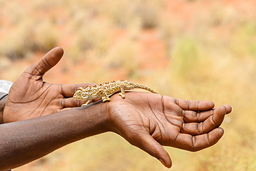 The Namaqua chameleon (Chamaeleo namaquensis) on man's hand, NamibRand Nature Reserve, Namib Desert, Namibia, Africa 