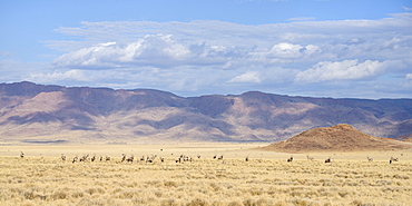 A large herd of Gemsbok (Oryx gazella) on the plains of the NamibRand Nature Reserve, Namib Desert, Namibia, Africa 