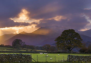 Shafts of light at sunset over the hills near Castlerigg, with sheep grazing in the nearby fields, Lake District National Park, Cumbria, England, United Kingdom, Europe