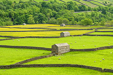 The barns, dry stone walls and buttercup meadows at Gunnerside, Swaledale, North Yorkshire, Yorkshire, England, United Kingdom, Europe