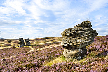 Jenny Twigg and her daughter Tib, gritstone formations on heather covered moors, Upper Nidderdale, North Yorkshire, Yorkshire, England, United Kingdom, Europe