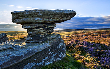 Gritstone rock formations amongst the heather clad moors of Upper Nidderdale, North Yorkshire, Yorkshire, England, United Kingdom, Europe