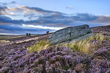 Jenny Twigg and her daughter Tib, gritstone formations on heather covered moors, Upper Nidderdale, North Yorkshire, Yorkshire, England, United Kingdom, Europe