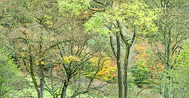 Autumn colour in the Washburn Valley, North Yorkshire, Yorkshire, England, United Kingdom, Europe