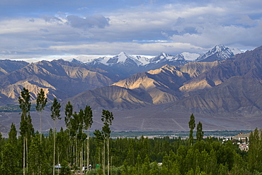 Mountains and poplars at sunrise from Leh, Ladakh, Himalayas, India, Asia