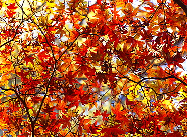 Canopy of acer leaves in autumn, North Yorkshire, Yorkshire, England, United Kingdom, Europe