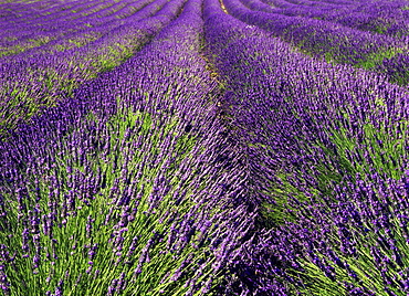 Furrows of purple and green in a lavender field near Apt, Provence, France, Europe