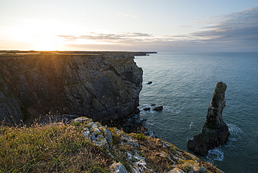 Elegug Stacks, Pembrokeshire Coast National Park, Wales, United Kingdom, Europe