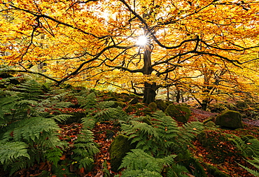 Padley Gorge, Peak District, Derbyshire, England, United Kingdom, Europe