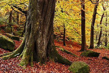 Padley Gorge, Peak District, Derbyshire, England, United Kingdom, Europe