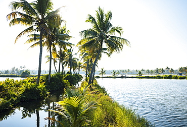 Backwaters near North Paravoor, Kerala, India, South Asia