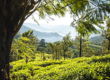 Tea Plantations near Munnar, Kerala, India, South Asia