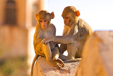 Monkeys at Tiger Fort, Jaipur, Rajasthan, India, Asia