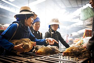 Women bartering over chicken sale at Xinjie Local Market, Yuanyang, Yunnan Province, China, Asia