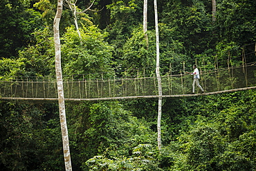 Man walking on Canopy Walkway through tropical rainforest in Kakum National Park, Ghana, Africa