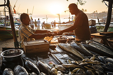 Fish market at dawn, Galle, South Coast, Sri Lanka, Asia