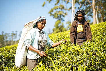 Tamil Woman Tea Picker in a Tea Plantation in the Highlands, Nuwara Eliya, Central Province, Sri Lanka, Asia