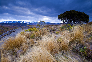 Tongariro National Park, UNESCO World Heritage Site, North Island, New Zealand, Pacific