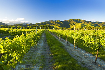 Vineyards near Blenheim, Marlborough, South Island, New Zealand, Pacific