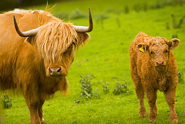 Highland cattle, Perthshire, Scotland, United Kingdom, Europe