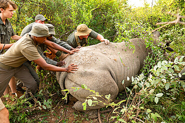 Rhino Collaring Operation in Marataba Conservation Camp, Marakele National Park, South Africa, Africa