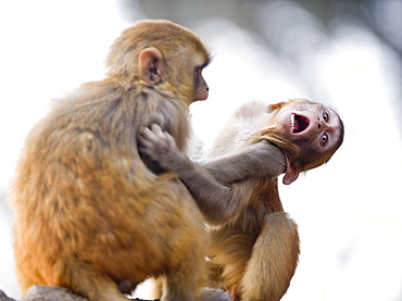 Monkeys at Pashupatinath Temple, Kathmandu, Nepal, Asia