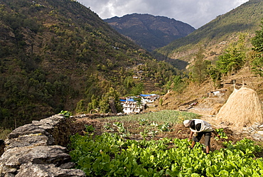 Tikhedhunga Village, Annapurna Himal, Nepal, Himalayas, Asia