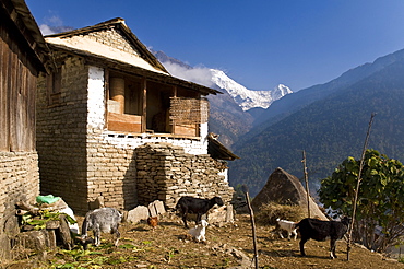 Ulleri Village, 2080 metres, Annapurna Himal, Nepal, Himalayas, Asia