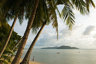 Palm trees, Thong Krut Beach, Ko Samui Island, Surat Thani, Thailand, Southeast Asia, Asia 