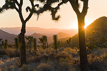 Joshua Tree National Park at dusk, California, United States of America, North America